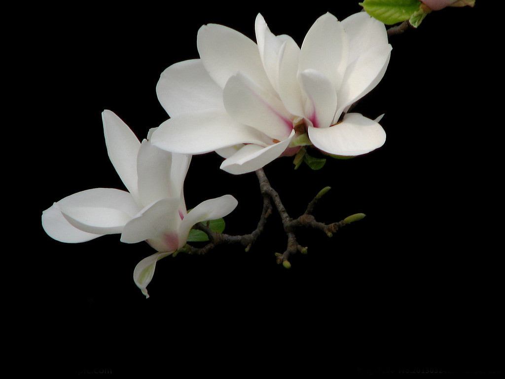 优昙花001.jpg