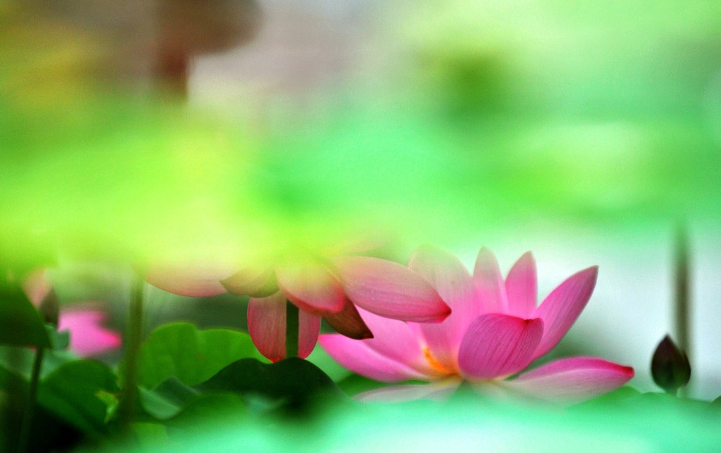 莲花004.jpg