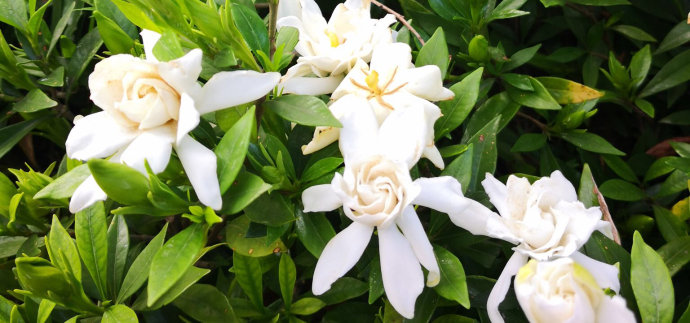 栀子花开.jpg
