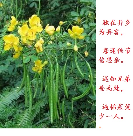 野外的决明草.jpg