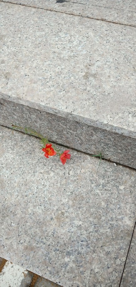 二朵小花2.jpg